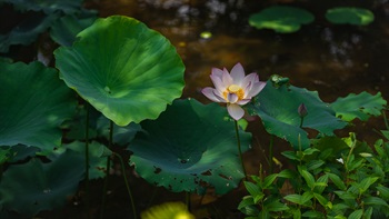 <i>Nelumbo nucifera</i>